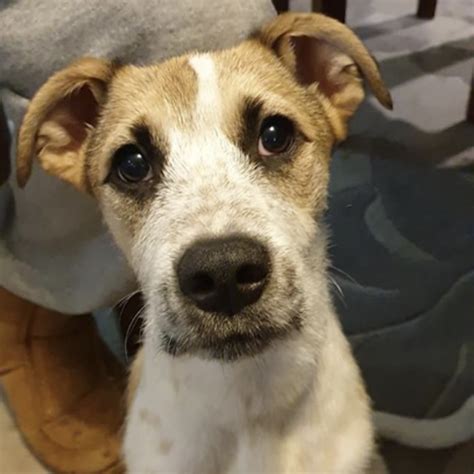 Oscar Medium Male Jack Russell Terrier X Whippet Mix Dog In Nsw