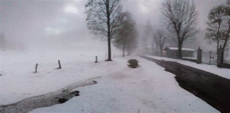 La grandinata ha rovinato le rose 2. Belluno. Grandinata nel bellunese, paesaggio come dopo una ...