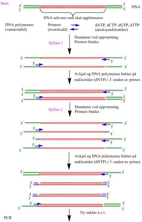Molecular biology techniques allow the detection of minute amounts of nucleic acids (dna, rna) in a biological specimen. PCR - Institutt for biovitenskap