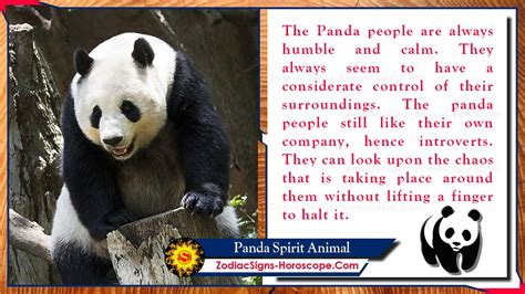Panda Spirit Animal Totem Meaning Symbolism And Dreams Zsh