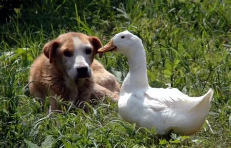 Do Ducks And Dogs Get Along With Each Other Savvy Farm Life