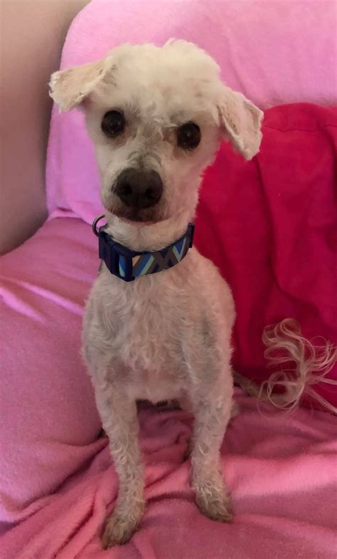 We are a socially conscious animal welfare organization, which means we place every single healthy and safe pet. Pet Adoption Colorado Springs - Pets Ideas