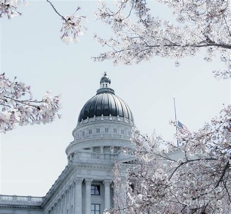 Cherry Blossoms At Capitol Ut Photograph By Jessica G