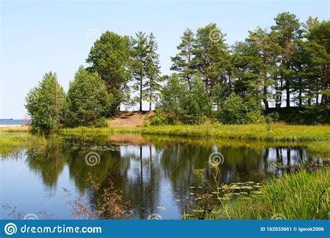 Landscape Forest Lake With Water Lilies And Reeds On The Background Of