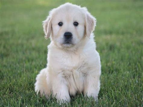 Since they are a sporting breed, they require daily exercise. Golden Retriever Puppies Pittsburgh Pa | PETSIDI