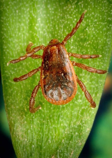 Tick Taxonomy Description Species And Facts Britannica