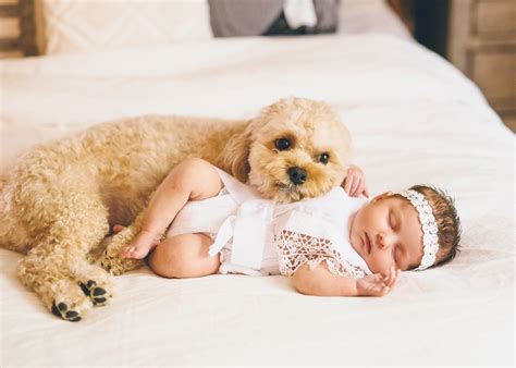 Can Newborn Babies Be Around Dogs