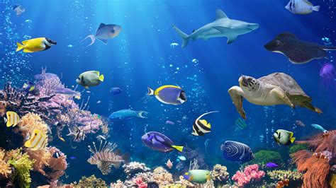 Underwater Background For Zoom Meetings Free Hakai Magazine Virtual