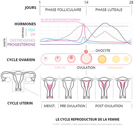 Cycle féminin comprendre le cycle menstruel de la femme 2022