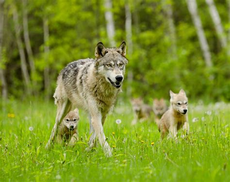 Wisconsin Gray Wolf Population Dropped By 30 Percent In One Year