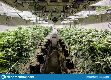 Indoor Marijuana Grow Room Showing Lots of Plants Stock Image - Image ...