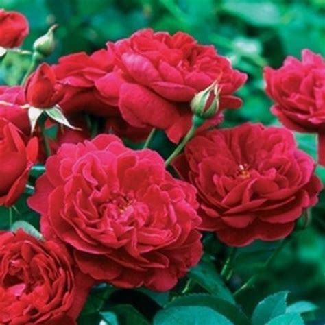Garden Rose Darcey Red Wholesale Blooms By The Box