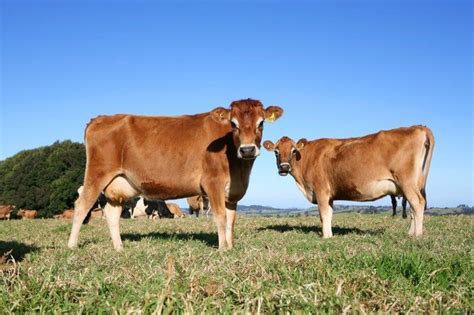 Top 10 World Class Most Popular Dairy Cattle Breeds Jersey Cow