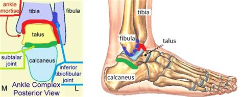 Ankle Jointanatomymovement And Muscle Involvement How To Relief