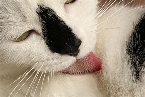 The Scoop On How Your Cats Sandpapery Tongue Deep Cleans