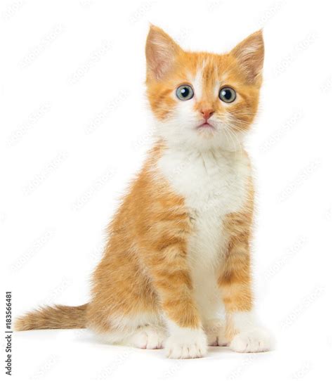 Ginger Kitten On White Background Stock 写真 Adobe Stock