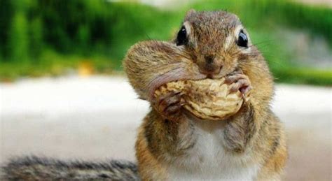 What Do Squirrels Like To Eat