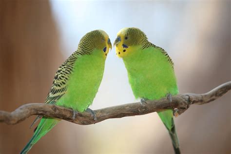 A Pair Of Budgerigars Melopsittacus Undulatus Central A Flickr