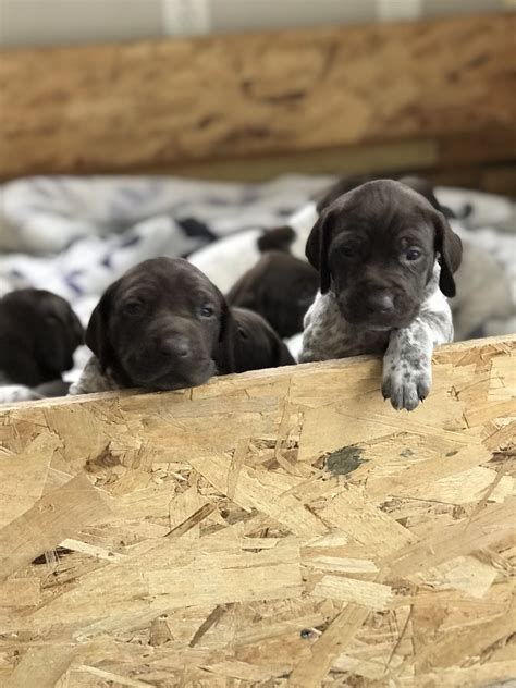 What is the life span of a german shorthaired pointer? German Shorthaired Pointer Puppies For Sale | Mound, MN #288422