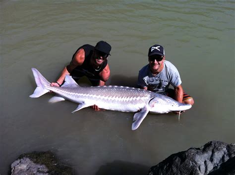 Pictures Of Sturgeon Fish Great River Fishing Giant Sturgeon 11ft