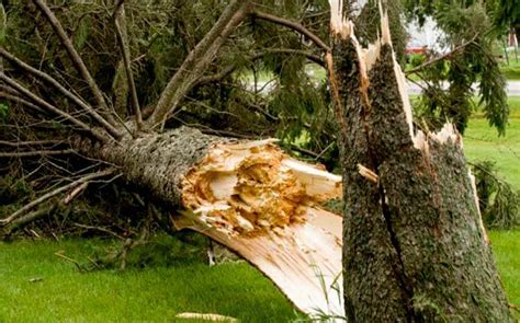 How To Tell If A Tree Is Dangerous 5 Signs To Look For