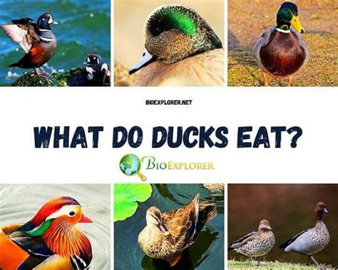 What Do Ducks Eat Ducks Diet By Types Updated 2023