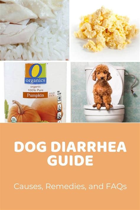Dog Diarrhea Causes Remedies And Faqs Doodle Doods In 2020 Dog