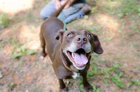 Labrador retrievers are america's most popular companion. Adopt Sierra on | Chocolate labrador retriever, Labrador ...