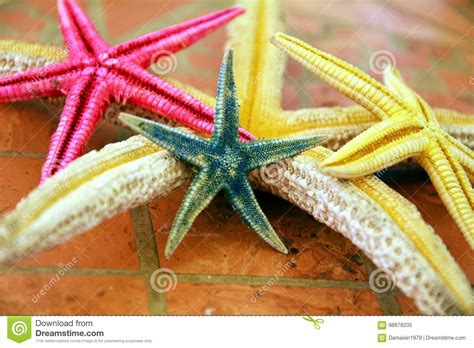 Pink Green Yellow Sea Stars In Gray Hues Close Up Stock