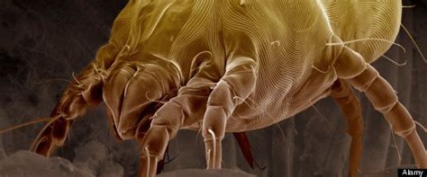 Dust Mites Reversible Evolution House Dust Mite Jennifer Lopez Hair