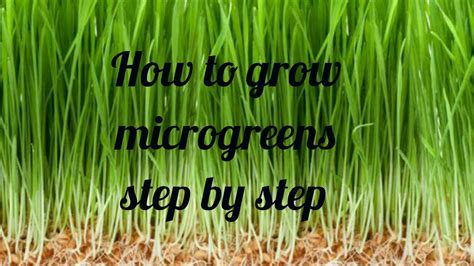 How To Grow Microgreens Indoor Step By Step Diy With Hema Youtube