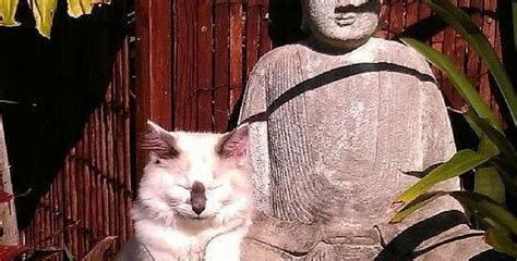 Zen Cat In The Garden Image Via 10 Crazy Cats Beautiful Cats Cats