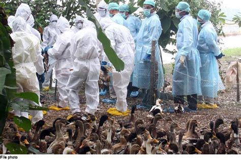 Bird Flu Update Avian Influenza Confirmed So Far In 10 States Nation