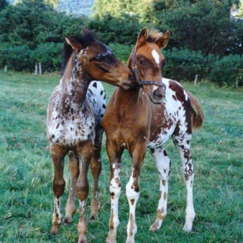 This horse is beautiful enough to be a bronzed statue! Beautiful Horses | Just Cute Animals | Appaloosa horses ...