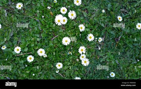 Spring Seamless Hd Background Field With Green Grass And White Daisies