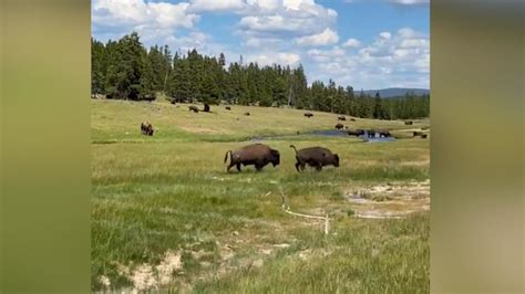 Yellowstone Bison Goring Incidents Highlight Americas Tourism Problem