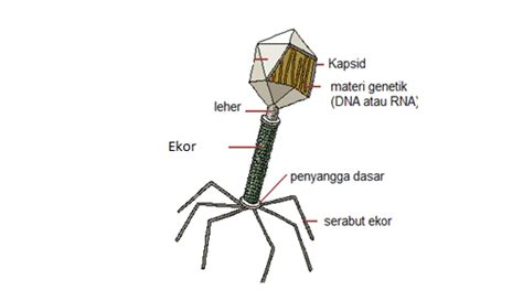 Struktur Virus Pustaka Pandani