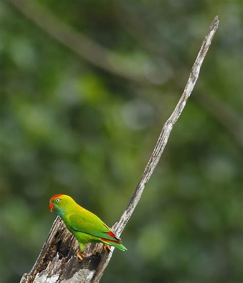 Sri Lanka Hanging Parrot Sinharaja Rainforest Sri Lanka Flickr