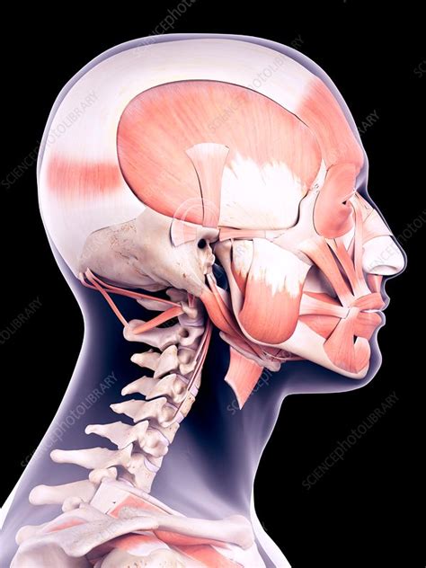 Human Head Muscles Illustration Stock Image F0171040 Science