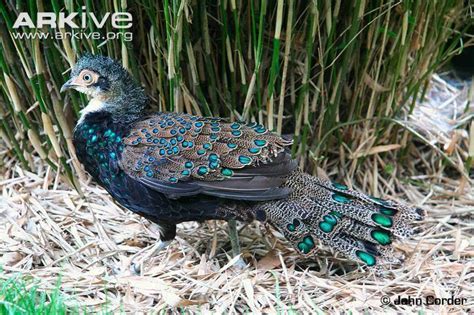 Peacock Pheasant Alchetron The Free Social Encyclopedia
