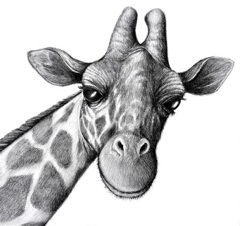 22 Best Images About Pencil Drawings Of Animals On Pinterest Jungle