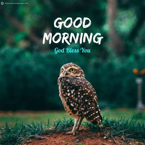 50+ Best Good Morning Birds Images To Wish Anyone [2020]