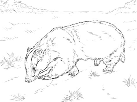 Get the best of them in here! Badger Coloring Pages: Free Printable Badger Coloring ...