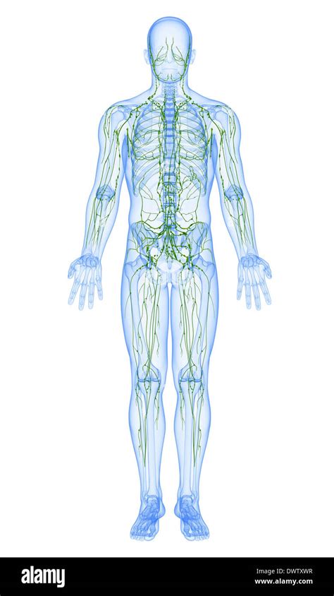 Lymphatic System Drawing Stock Photo Alamy