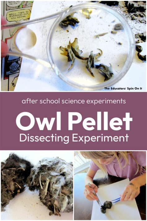 Dissecting Owl Pellets After School Science Experiment The Educators