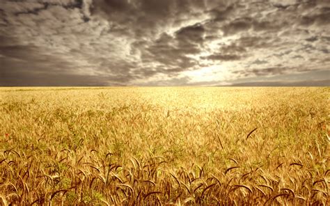 Wheat Field At The Sunset 1920 X 1200 Sunriseandsunset