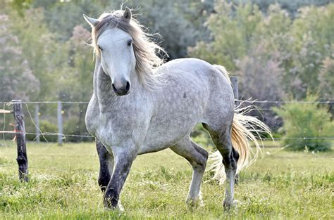 Mustang Horse Breed Information History Videos Pictures
