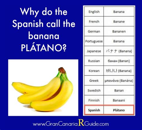 Plátano Canario Why Is A Banana A Plátano In Spanish