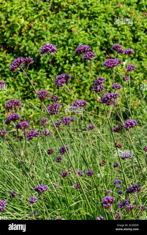 Verbena Bonariensis A Purple Herbaceous Perennial Summer Autumn Flower