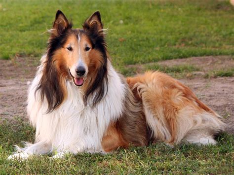 Collie Carattere E Informazioni Sul Cane Da Pastore Scozzese